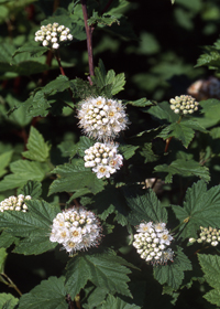 Physocarpus capitatus